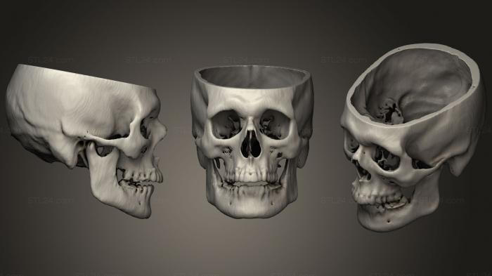 Анатомия скелеты и черепа (Череп Мужской 43лет, ANTM_1285) 3D модель для ЧПУ станка